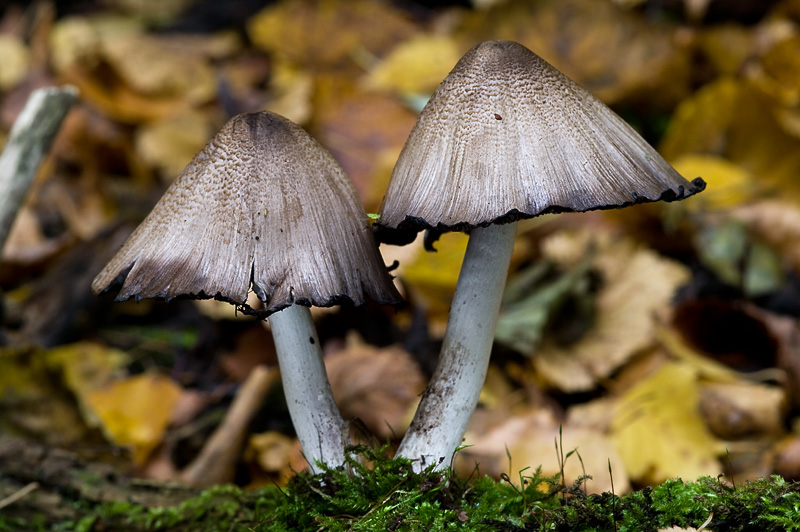 Coprinopsis atramentaria